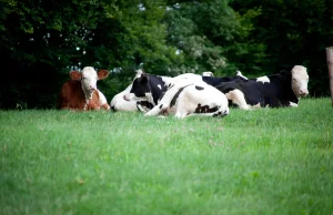 Aktywiści uwolnili krowy w Niemczech. Padły z przejedzenia