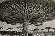 Kobieta przez 14 lat robiła zdjęcia najstarszym drzewom na świecie.