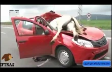 Zwierzęta vs samochody