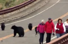 Niedźwiedzia rodzina postrachem turystów