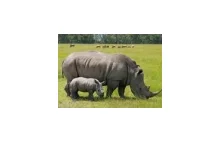 Trujące rogi nosorożców zniechęcą kłusowników