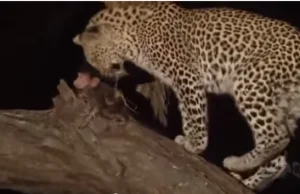 Leopard zabija pawiana,po chwili zauważył ...