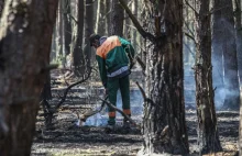 Kwiecień, czyli susza, zamiecie pyłowe i rekordowa liczba pożarów lasów