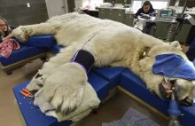 Niedźwiedź polarny u dentysty