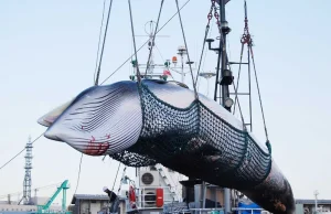 Po 30 latach Japonia wraca do przemysłowego mordowania wielorybów
