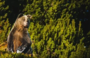 Sparaliżowany niedźwiedź znaleziony na szlaku przez Jaworzynkę. Szlak zamknięty.