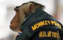 Czy małpka może zostać policjantem?