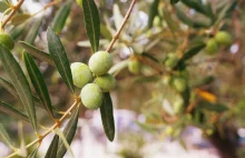 Chorwacja: Odkryto ślady sadów oliwnych sprzed 3500 lat