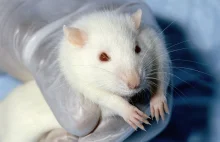 Naukowcom z MIT udało się wpłynąć na sny szczurów. Początek inżynierii snów?