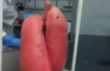 Pulmones sanos VS Pulmones de fumador