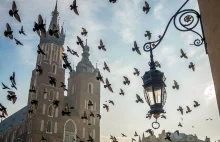 Sciencemag: Kościoły w Polsce stanowią schronienie dla wielu gatunków ptaków