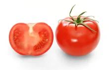 Naukowcy odkryli powód dlaczego pomidory nie smakują tak jak kiedy.