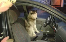 Pies chciał być... kierowcą radiowozu!