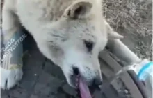 Jak ratowano psa, który przymarzł językiem do metalowego włazu