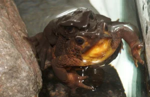 Uczeń podstawówki ocalił gatunek żaby przed wyginięciem.