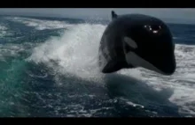 Orka goni łódź motorową.
