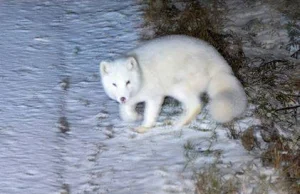 Lis polarny zamieszkał w Tatrach