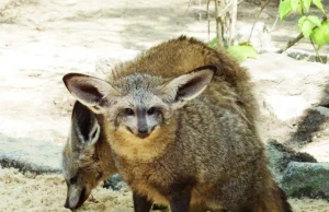 Śląskie ZOO ma nowego mieszkańca. Oto otocjon