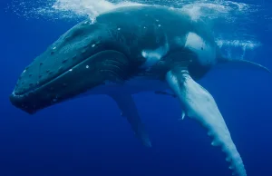 Sensacja na Bałtyku. Zawitał do nas ogromny wieloryb