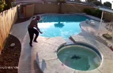 Właściciel psa ratuje go gdy ten wpada do basenu