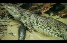 Węgorz elektryczny zabija krokodyla.