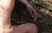 Białoruski leśnik zasnął z twarzą w mrowisku