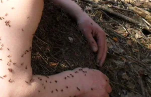 Białoruski leśnik zasnął z twarzą w mrowisku
