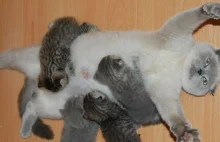 20+ Proud Cat Mommies With Their Kittens