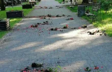Wandale znowu niszczą kwiaty w centrum miasta. Nagroda za wskazanie sprawców.