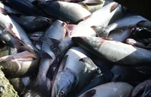 Chile: Setki tysięcy łososi uciekło z hodowli.