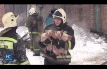 Rosyjscy strażacy ratują 150 prosiaków z pożaru