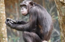 Szympans otrzyma status "osoby prawnej"?
