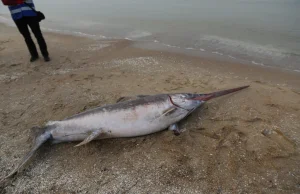 Niezwykłe znalezisko na plaży w Jantarze. Morze wyrzuciło na brzeg...