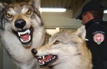 Krosno: Myśliwi skazani za zabicie i oskórowanie wilka