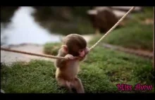 Malutka małpka bawi się na linie :)