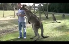 Duży kangur jest... duży.