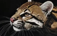 Ocelot (Leopardus pardalis) – najpiękniejszy kot świata.