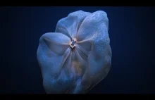 Podwodny okręt badawczy Nautilus napotkał rzadkie organizmy na dnie oceanu