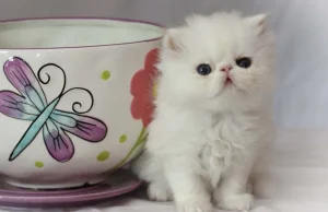 Teacup persian czyli pers miniaturowy/filiżankowy