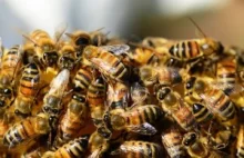 Ponad milion pszczół zginęło w wypadku samochodowym