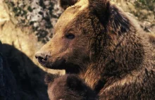 Uratuj niedźwiadka!!! Polskich niedźwiadków zostało już tylko 90, pomożemy?