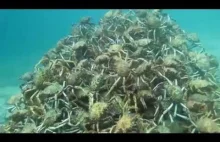 Australijski nurek sfilmował niezwykłą piramidę Japońskich krabów pacyficznych