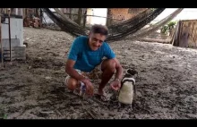 Niezwykła przyjaźń pingwina magellańskiego z człowiekiem