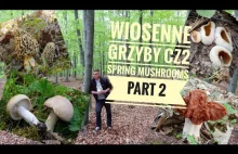 Wiosenne grzyby - Część 2 - Spring mushrooms - Part...