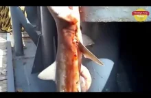 Man Delivers Shark's 3 Babies Pups on Boat