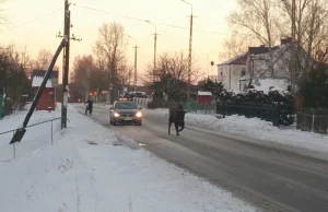 Żubr pod eskortą straży granicznej