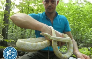 Znaleźli egzotycznego węża w Warszawie. Tyle, że nie tego co trzeba