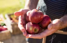 Rolnicy z Agro Unii znów wyjdą na ulicę. Tym razem będą rozdawać jabłka...