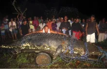Największy krokodyl na świecie trzymany w niewoli