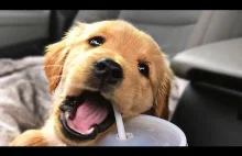 Labrador Puppies Funny...